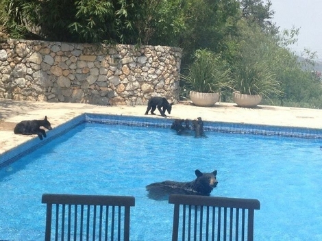 ブログ おばちゃんの偏見メキシコニュース解説 ヌエボ レオン州の高級住宅のプールで泳ぐ野性の熊